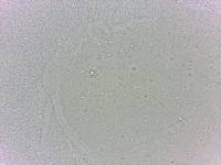 Batillipes minius image