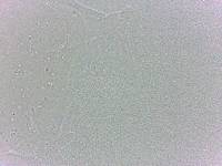 Batillipes minius image