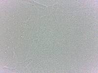 Batillipes minius image