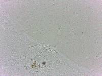 Batillipes minius image