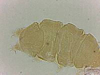 Bryodelphax amphoterus image