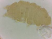 Bryodelphax amphoterus image