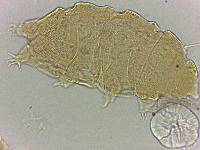 Bryodelphax amphoterus image