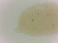 Bryodelphax crossotus image