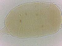 Bryodelphax crossotus image