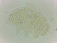 Bryodelphax dominicanus image