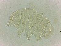 Bryodelphax dominicanus image