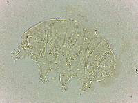 Bryodelphax dominicanus image