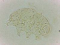 Bryodelphax dominicanus image