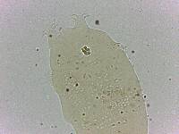 Bryodelphax dominicanus image