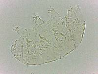 Bryodelphax dominicanus image