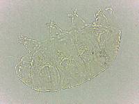 Bryodelphax dominicanus image