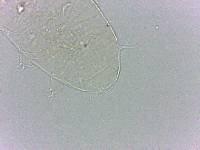 Bryodelphax dominicanus image