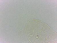Bryodelphax dominicanus image