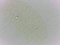 Bryodelphax dominicanus image
