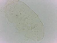 Bryodelphax dominicanus image