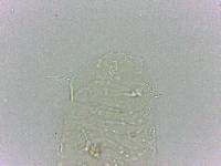 Bryodelphax dominicanus image