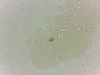 Bryodelphax dominicanus image