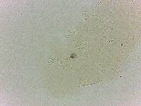 Bryodelphax dominicanus image