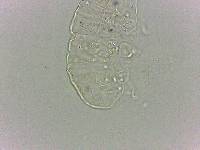 Bryodelphax dominicanus image