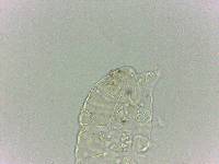 Bryodelphax dominicanus image