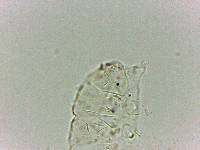 Bryodelphax dominicanus image
