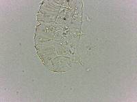 Bryodelphax dominicanus image