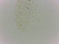 Bryodelphax dominicanus image