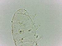 Bryodelphax dominicanus image