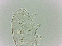 Bryodelphax dominicanus image