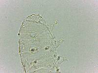 Bryodelphax dominicanus image