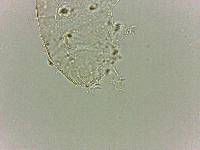 Bryodelphax dominicanus image
