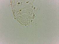 Bryodelphax dominicanus image
