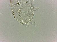 Bryodelphax dominicanus image