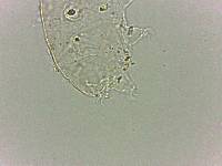 Bryodelphax dominicanus image