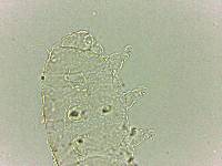 Bryodelphax dominicanus image