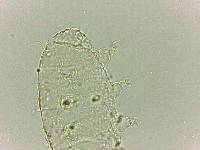 Bryodelphax dominicanus image