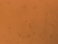 Bryodelphax dominicanus image