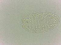 Bryodelphax dominicanus image