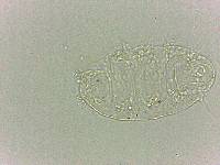 Bryodelphax dominicanus image