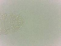 Bryodelphax dominicanus image