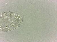 Bryodelphax dominicanus image