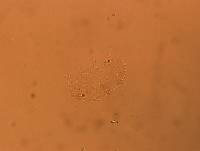 Bryodelphax dominicanus image