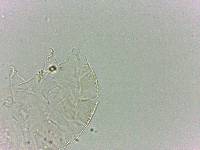 Bryodelphax dominicanus image