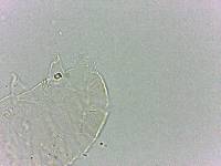 Bryodelphax dominicanus image