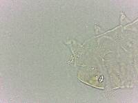 Bryodelphax dominicanus image