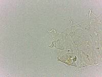 Bryodelphax dominicanus image