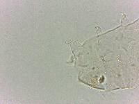 Bryodelphax dominicanus image