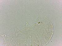 Bryodelphax dominicanus image