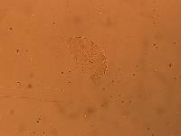 Bryodelphax dominicanus image